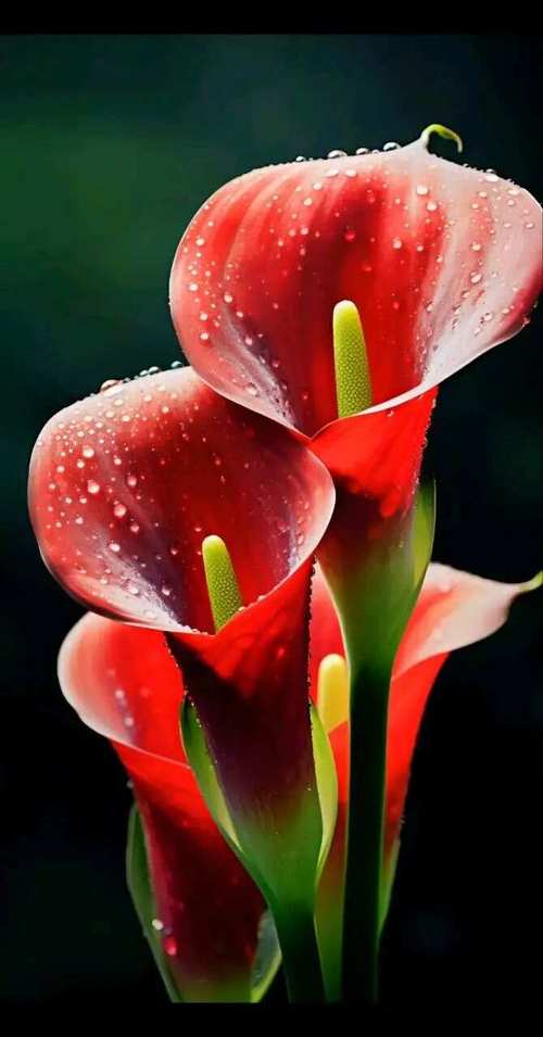 红色马蹄莲怎么养才开花？-第3张图片-宁夏农业信息网