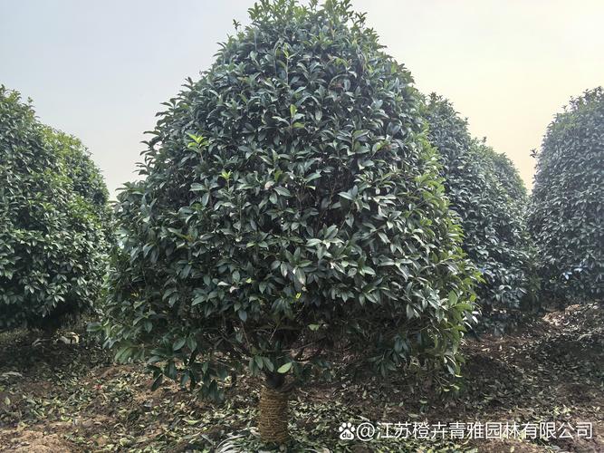 桂花树哪个品种香味最浓郁？-第1张图片-宁夏农业信息网