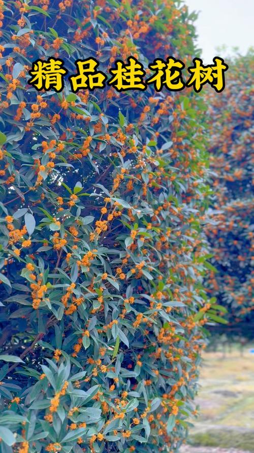 桂花树哪个品种香味最浓郁？-第2张图片-宁夏农业信息网