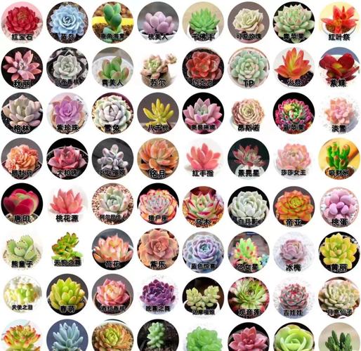 求多肉品种图片及名称有哪些？-第1张图片-宁夏农业信息网