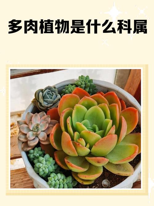 求多肉品种图片及名称有哪些？-第2张图片-宁夏农业信息网