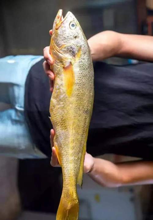 石首鱼具体包含哪些品种？-第1张图片-宁夏农业信息网