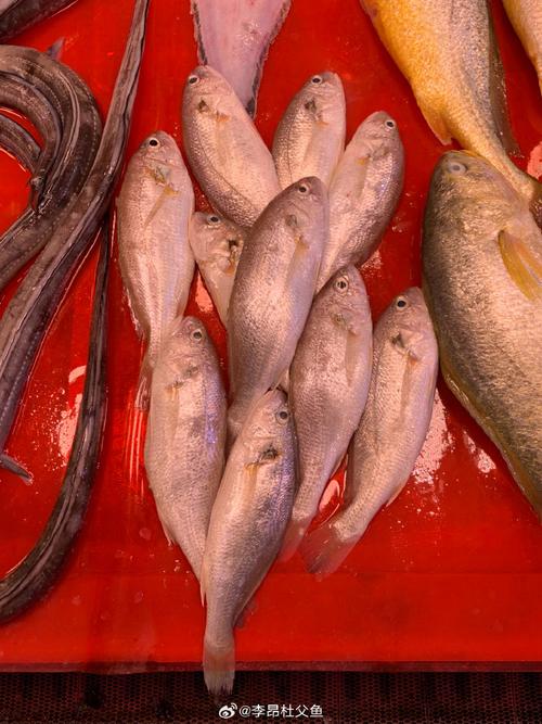 石首鱼具体包含哪些品种？-第3张图片-宁夏农业信息网