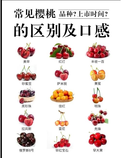 大樱桃优良品种有哪些？-第1张图片-宁夏农业信息网