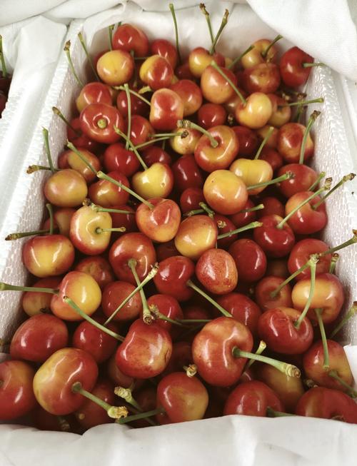 大樱桃优良品种有哪些？-第3张图片-宁夏农业信息网