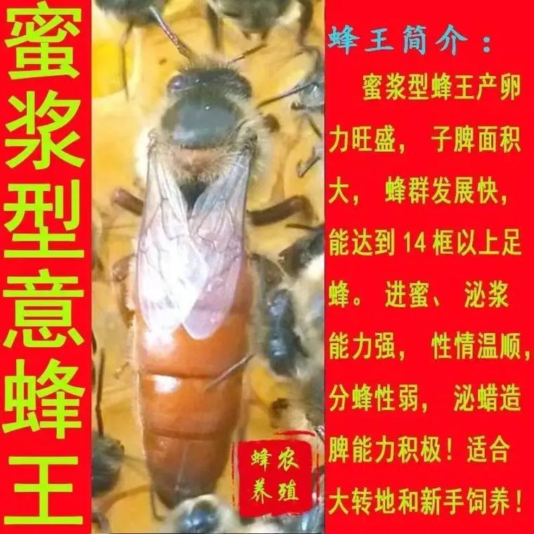 养意蜂选什么品种好？-第1张图片-宁夏农业信息网
