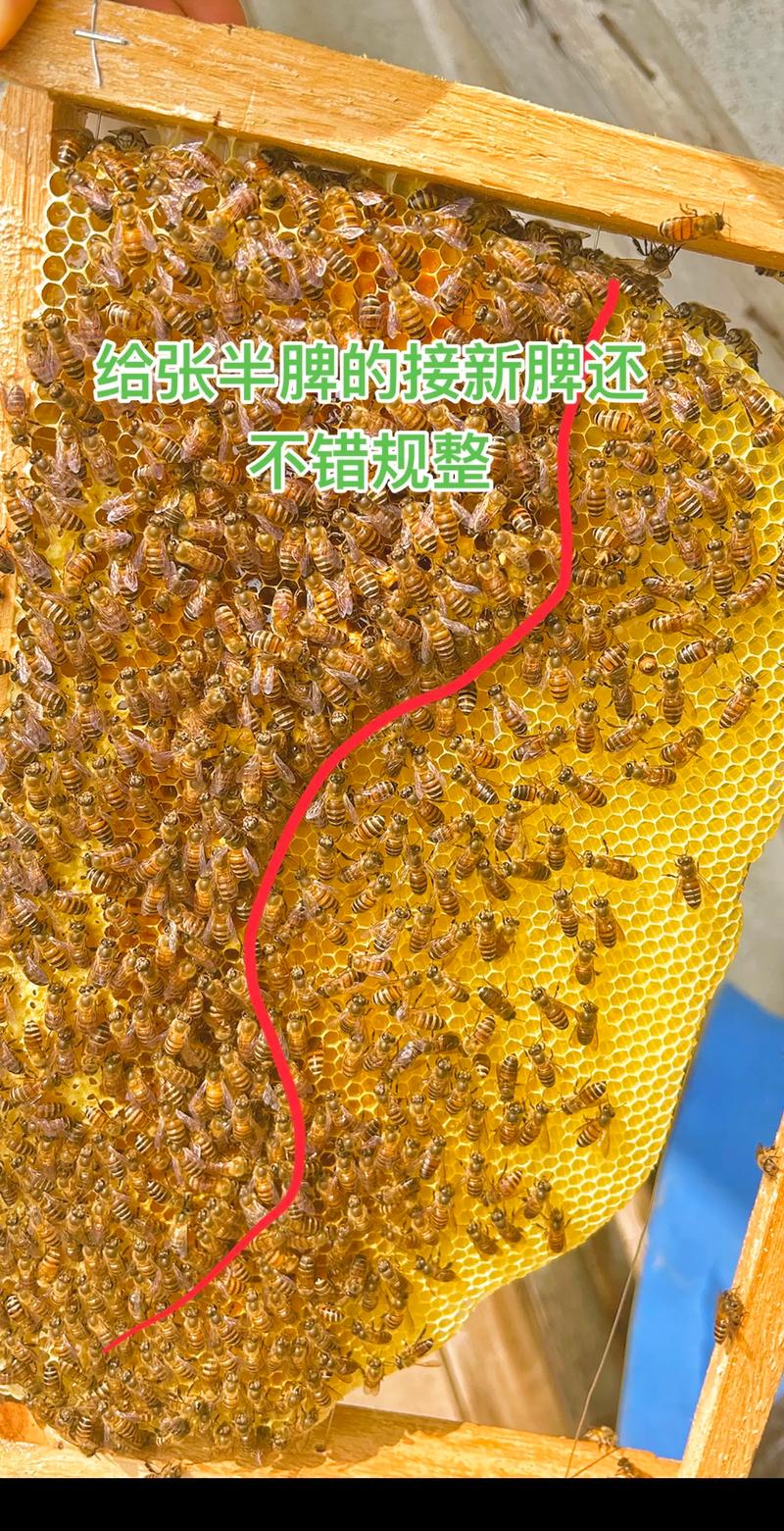 养意蜂选什么品种好？-第3张图片-宁夏农业信息网