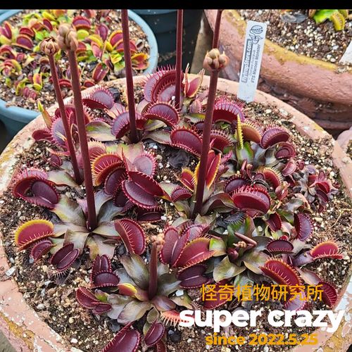 捕蝇草哪个品种夹子最大？-第1张图片-宁夏农业信息网