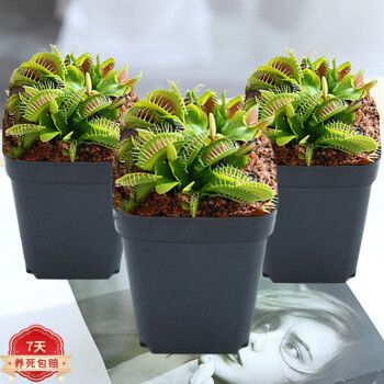 捕蝇草哪个品种夹子最大？-第2张图片-宁夏农业信息网