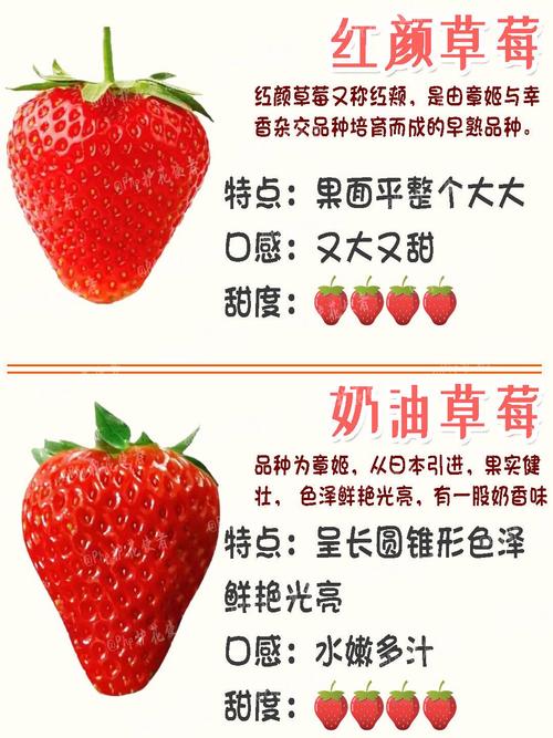 现在哪种草莓品种最好吃？-第1张图片-宁夏农业信息网