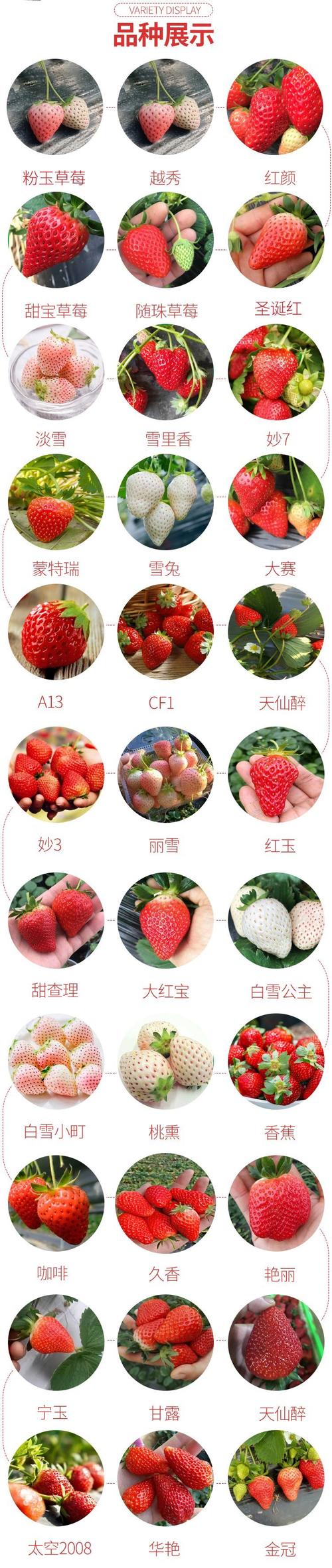 现在哪种草莓品种最好吃？-第2张图片-宁夏农业信息网