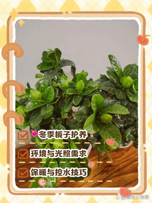 枝枝花冬季怎么养才能安全过冬？-第1张图片-宁夏农业信息网