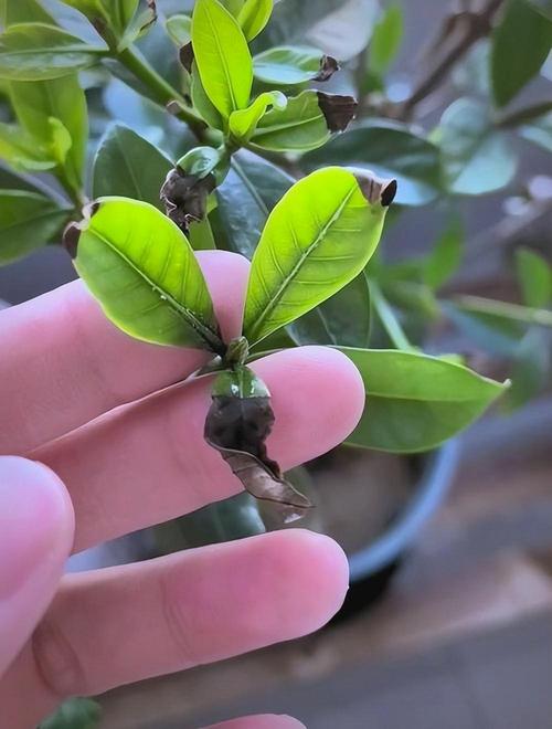 枝枝花冬季怎么养才能安全过冬？-第2张图片-宁夏农业信息网