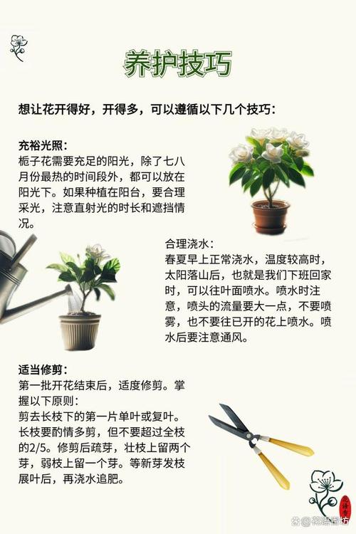 枝枝花冬季怎么养才能安全过冬？-第3张图片-宁夏农业信息网