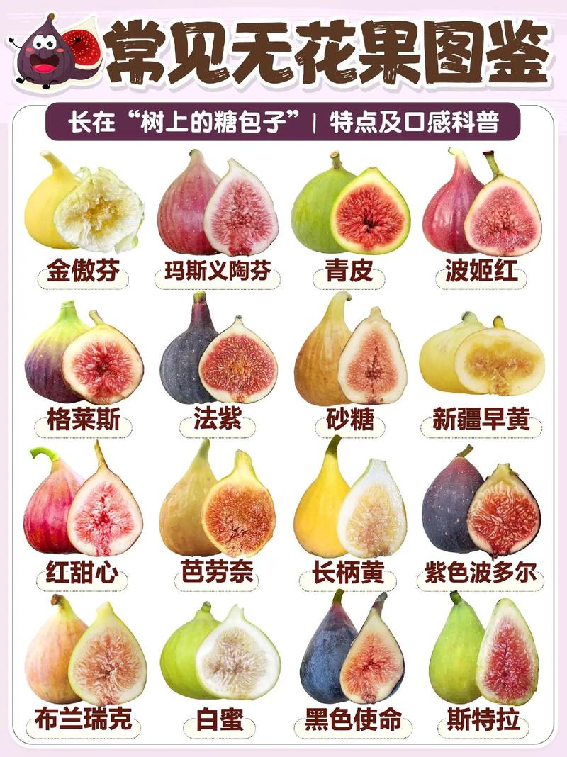 无花果品种有哪些？名称图片速览。-第3张图片-宁夏农业信息网
