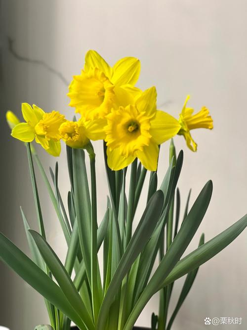 水仙花品种颜值巅峰，究竟谁最美？-第1张图片-宁夏农业信息网