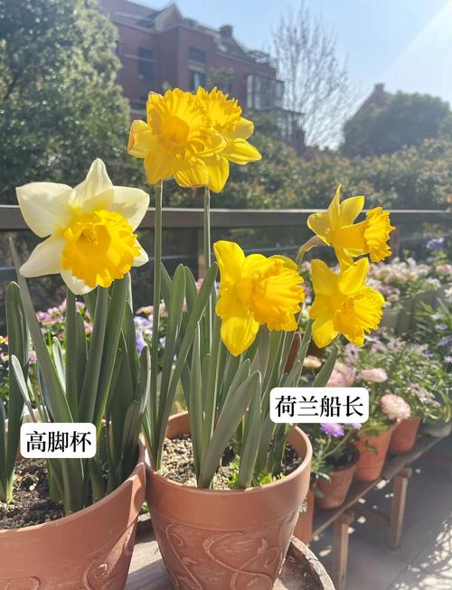 水仙花品种颜值巅峰，究竟谁最美？-第2张图片-宁夏农业信息网