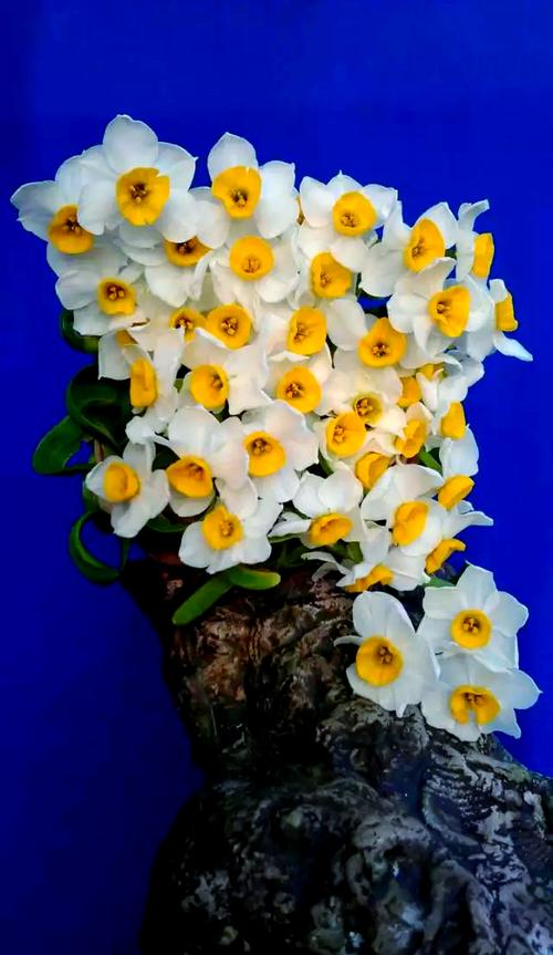 水仙花品种颜值巅峰，究竟谁最美？-第3张图片-宁夏农业信息网