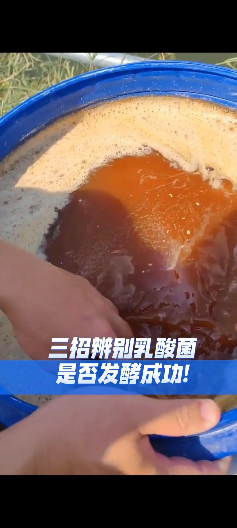 水产乳酸菌如何扩培发酵？-第2张图片-宁夏农业信息网