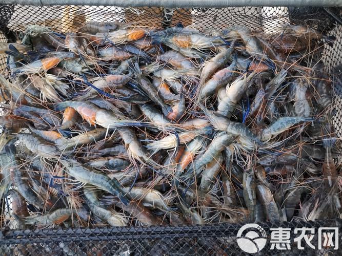 低温养殖什么水产品种-第1张图片-宁夏农业信息网 低温养殖什么水产品种-第1张图片-宁夏农业信息网