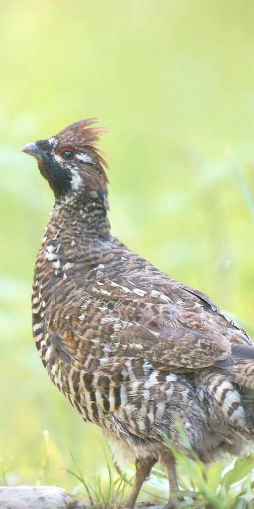 甘肃散养鸡品种有哪些？-第1张图片-宁夏农业信息网