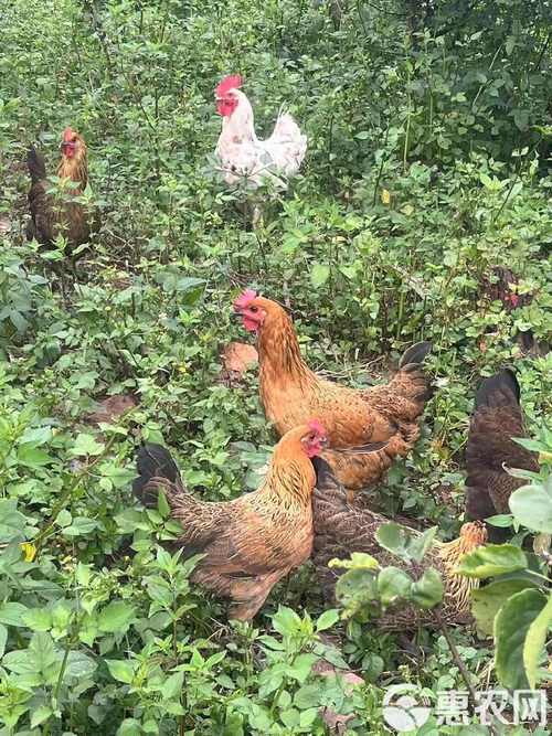 甘肃散养鸡品种有哪些？-第2张图片-宁夏农业信息网