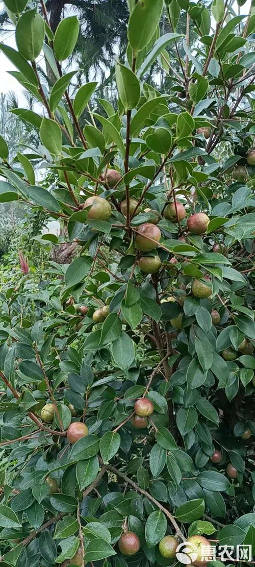哪种茶籽树品种最好？-第1张图片-宁夏农业信息网
