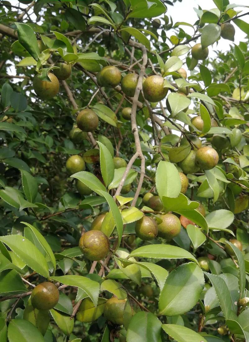 哪种茶籽树品种最好？-第2张图片-宁夏农业信息网