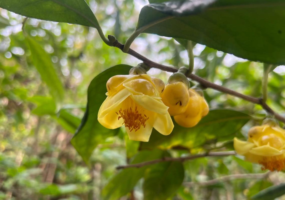 金花茶树有哪些优良品种推荐？-第1张图片-宁夏农业信息网