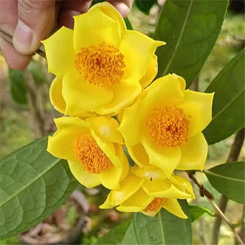 金花茶树有哪些优良品种推荐？-第2张图片-宁夏农业信息网