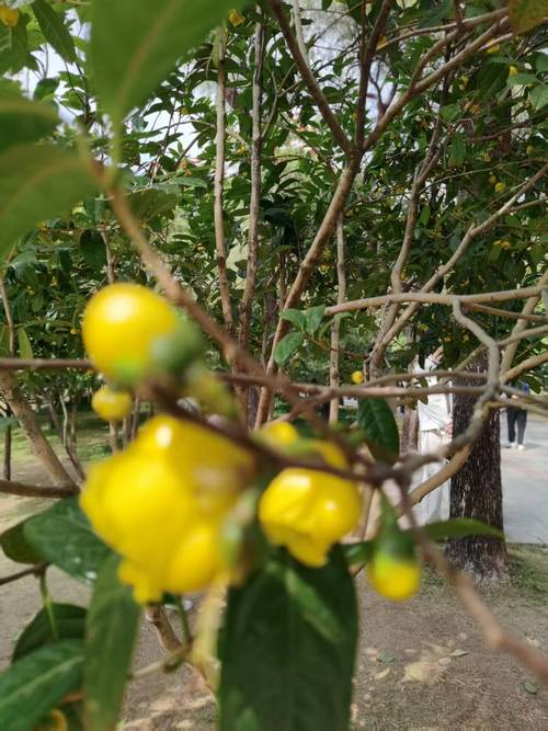 金花茶树有哪些优良品种推荐？-第3张图片-宁夏农业信息网