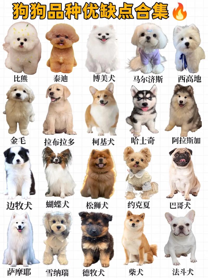 肉食狗品种怎么选才好养？-第1张图片-宁夏农业信息网