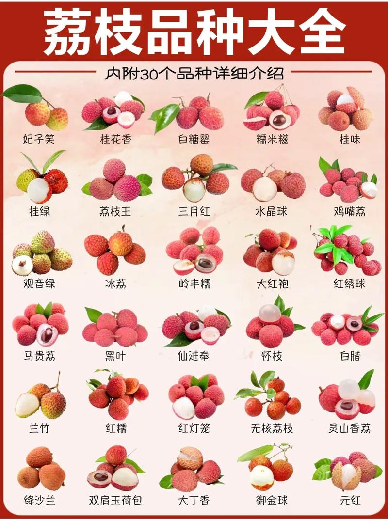 荔枝品种图片知多少？-第1张图片-宁夏农业信息网