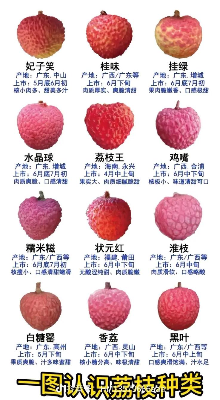 荔枝品种图片知多少？-第3张图片-宁夏农业信息网