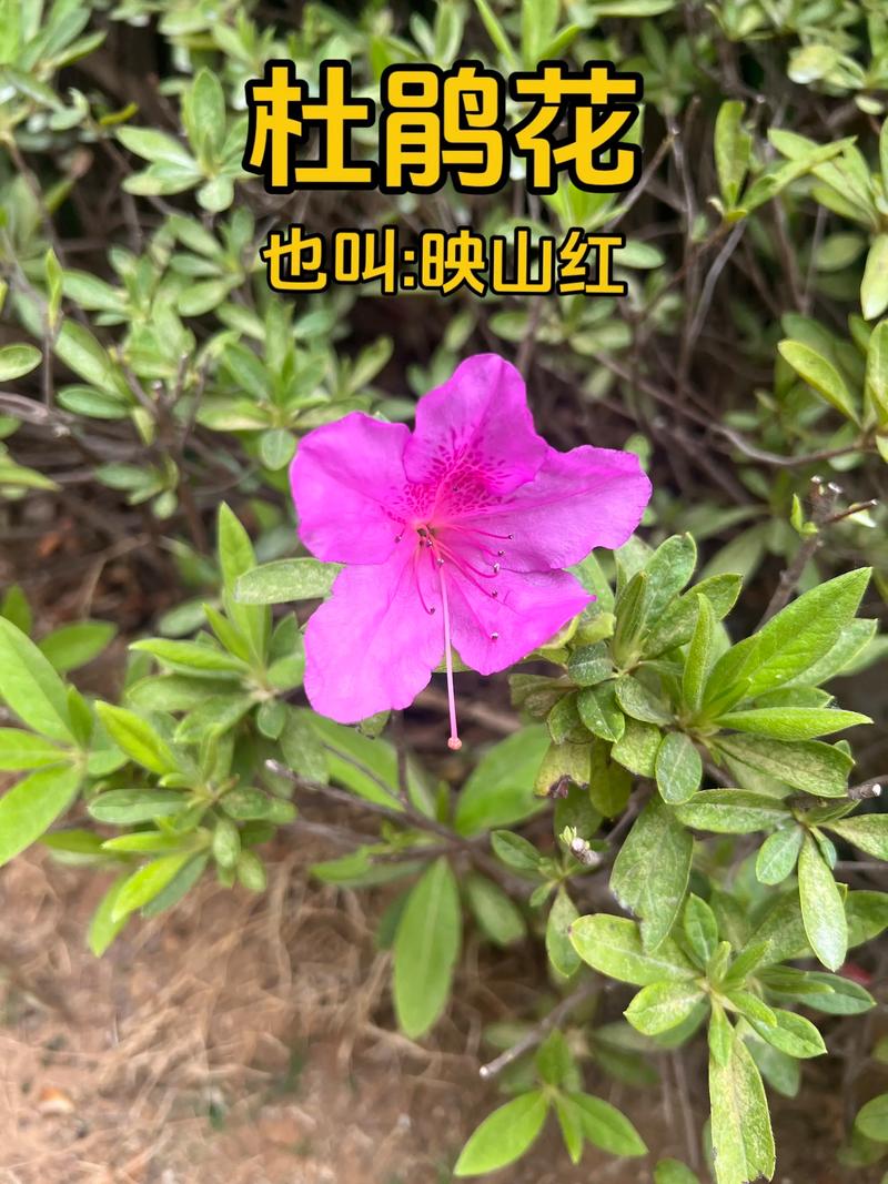 红双喜杜鹃是何品种?有何特点?-第1张图片-宁夏农业信息网 红双喜杜鹃是何品种?有何特点?-第1张图片-宁夏农业信息网