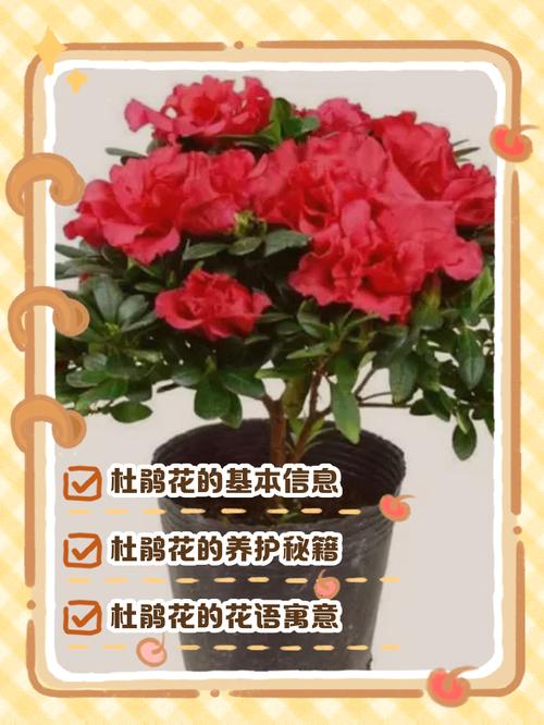 红双喜杜鹃是何品种?有何特点?-第2张图片-宁夏农业信息网 红双喜杜鹃是何品种?有何特点?-第2张图片-宁夏农业信息网