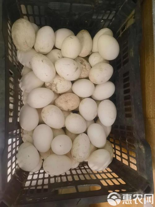 辽宁养殖选什么蛋鹅品种好？-第2张图片-宁夏农业信息网