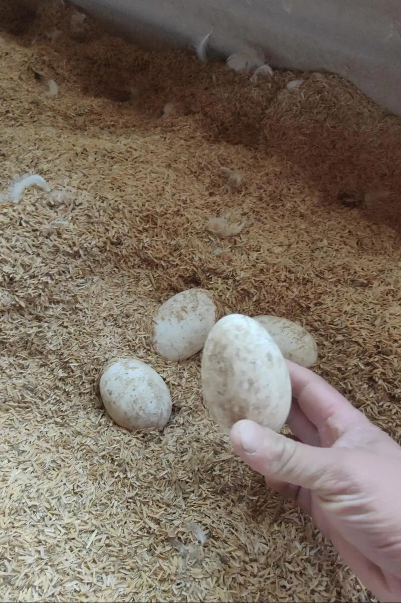 辽宁养殖选什么蛋鹅品种好？-第1张图片-宁夏农业信息网