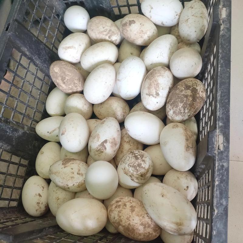 辽宁养殖选什么蛋鹅品种好？-第3张图片-宁夏农业信息网