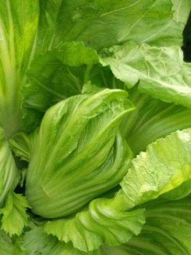 芥菜有包是什么品种？-第1张图片-宁夏农业信息网