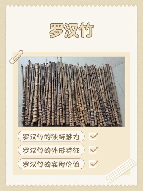 竹竹类品种大全图片价格，哪种竹性价比高？-第1张图片-宁夏农业信息网