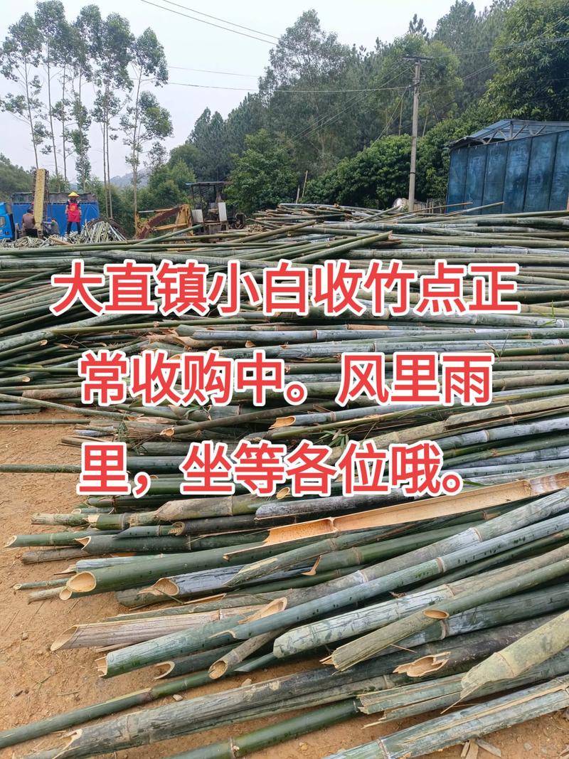 竹竹类品种大全图片价格，哪种竹性价比高？-第3张图片-宁夏农业信息网