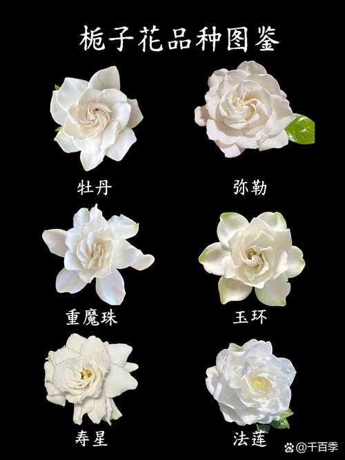 栀子花哪个品种最好养活？-第1张图片-宁夏农业信息网