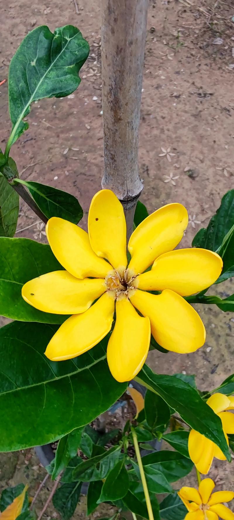 栀子花哪个品种最好养活？-第2张图片-宁夏农业信息网