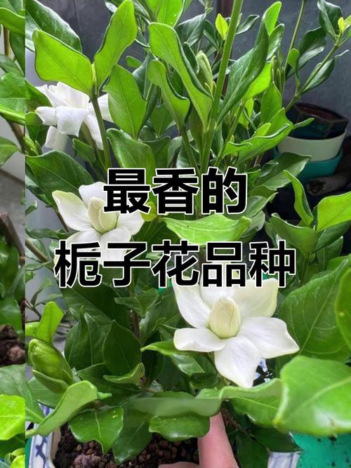 栀子花哪个品种最好养活？-第3张图片-宁夏农业信息网