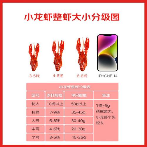 小龙虾价格今日行情如何？-第3张图片-宁夏农业信息网