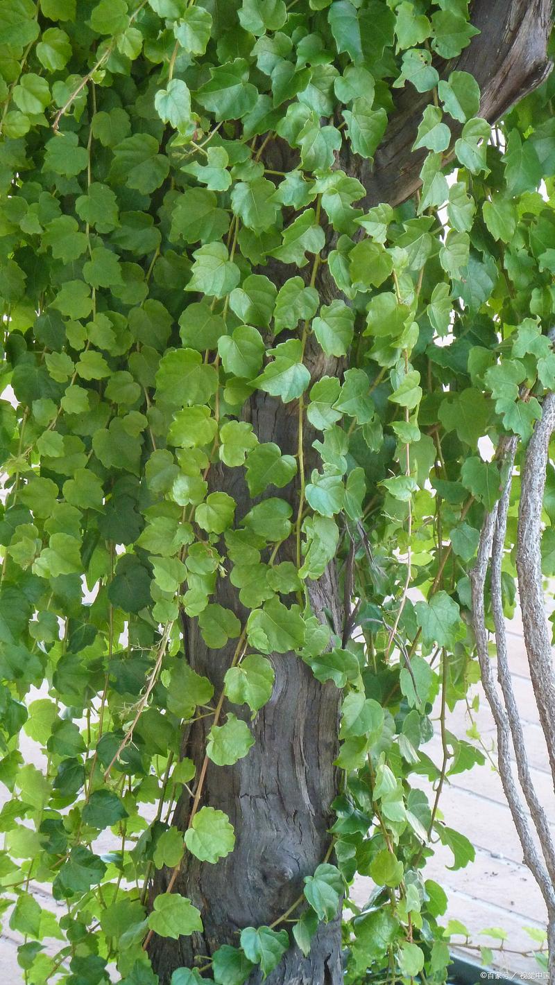 长青藤有哪些品种？图片怎么识别？-第2张图片-宁夏农业信息网