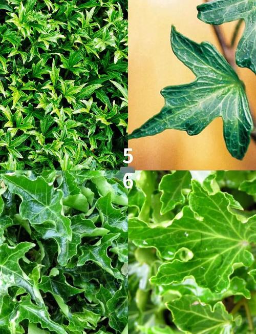 长青藤有哪些品种？图片怎么识别？-第3张图片-宁夏农业信息网