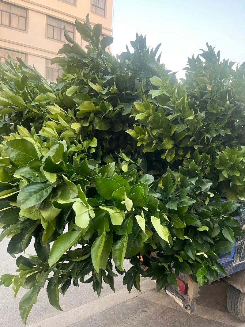 柚子树苗哪个品种好？-第1张图片-宁夏农业信息网