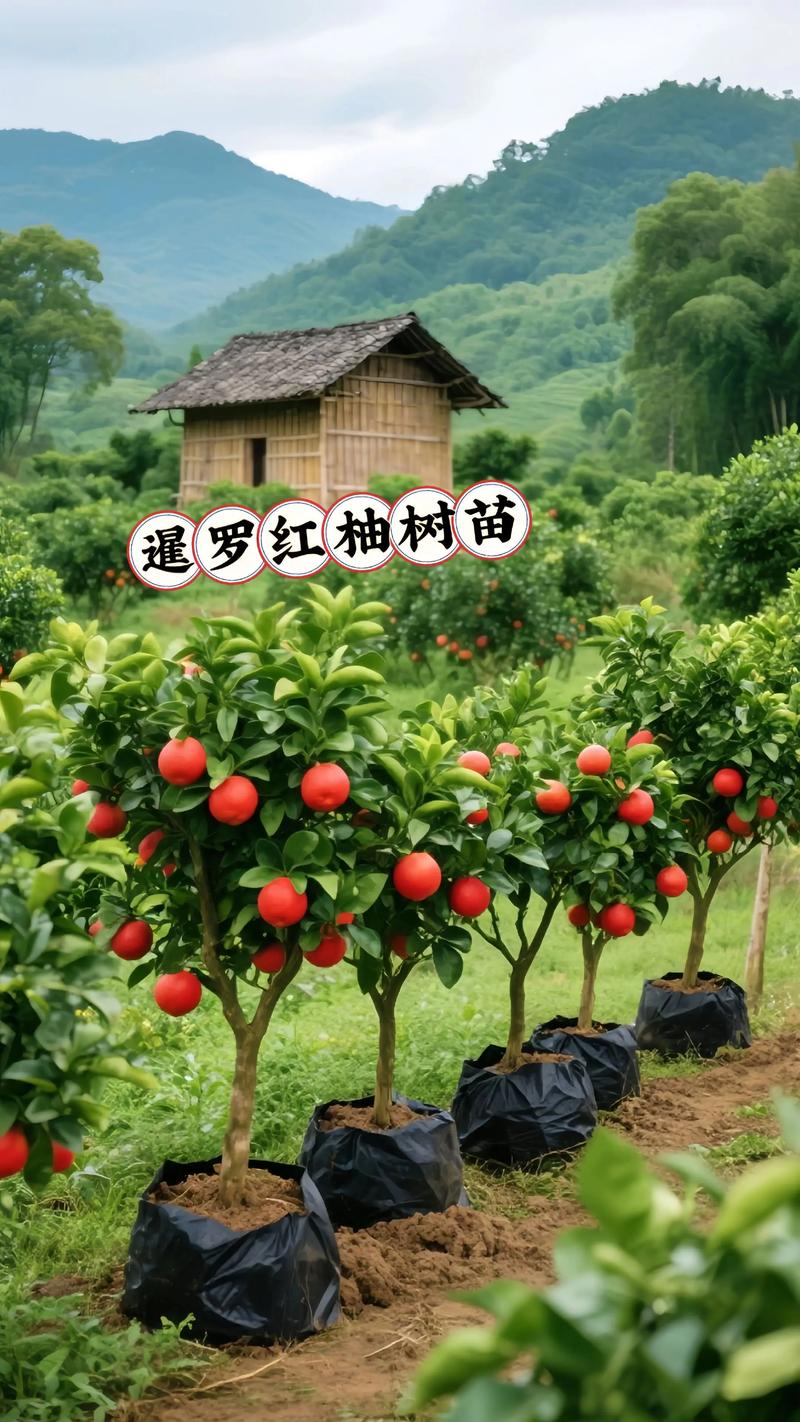 柚子树苗哪个品种好？-第2张图片-宁夏农业信息网